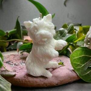 yorkshire-terrier-kutya-gyertya
